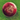 Middlesex - AJ League Special Cricket Ball - 5.5ozs (Red)