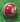Bucks - AJ League Special Junior Cricket Ball - 4.75ozs (Red)