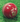 Middlesex - AJ Super Cavalier Cricket Ball - 5.5ozs (Red)